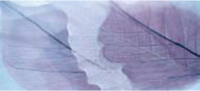 Devon-1 Lavanda 27x60см