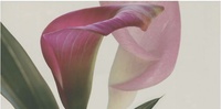 Decor Suggestive Neutro 1 25х50см
